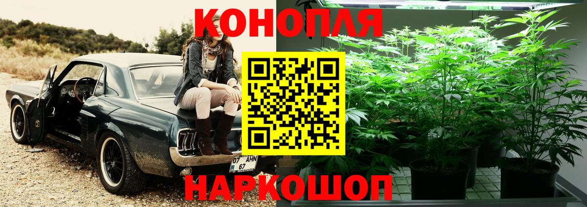 Шишки марихуана план Дагестанские Огни